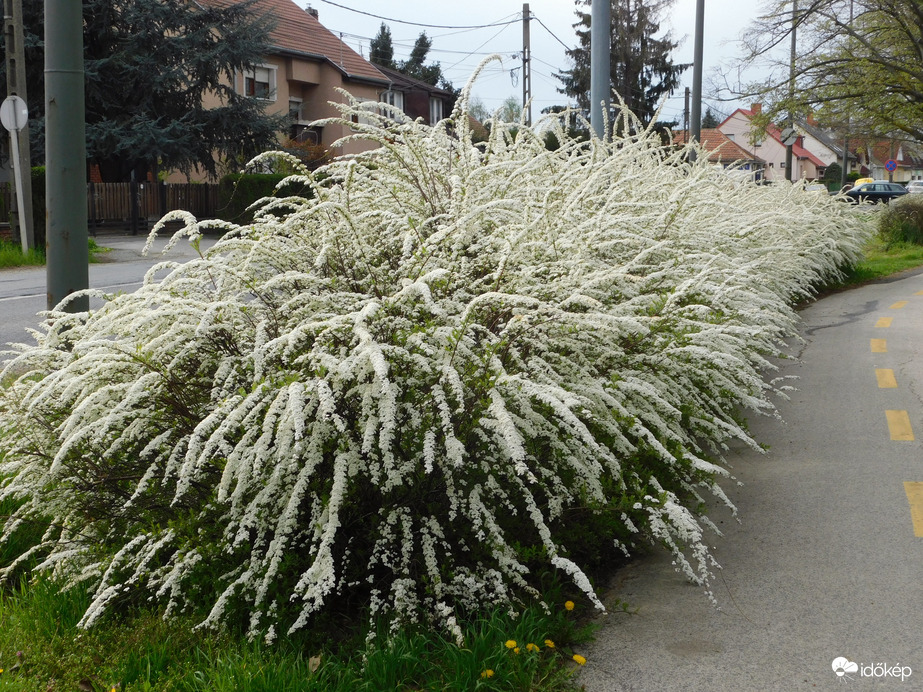 Sövény Gyöngyvesszőből