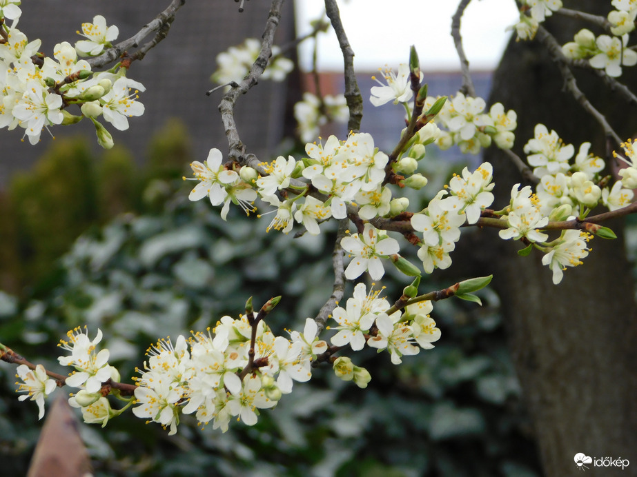 Virágzó szilvafa