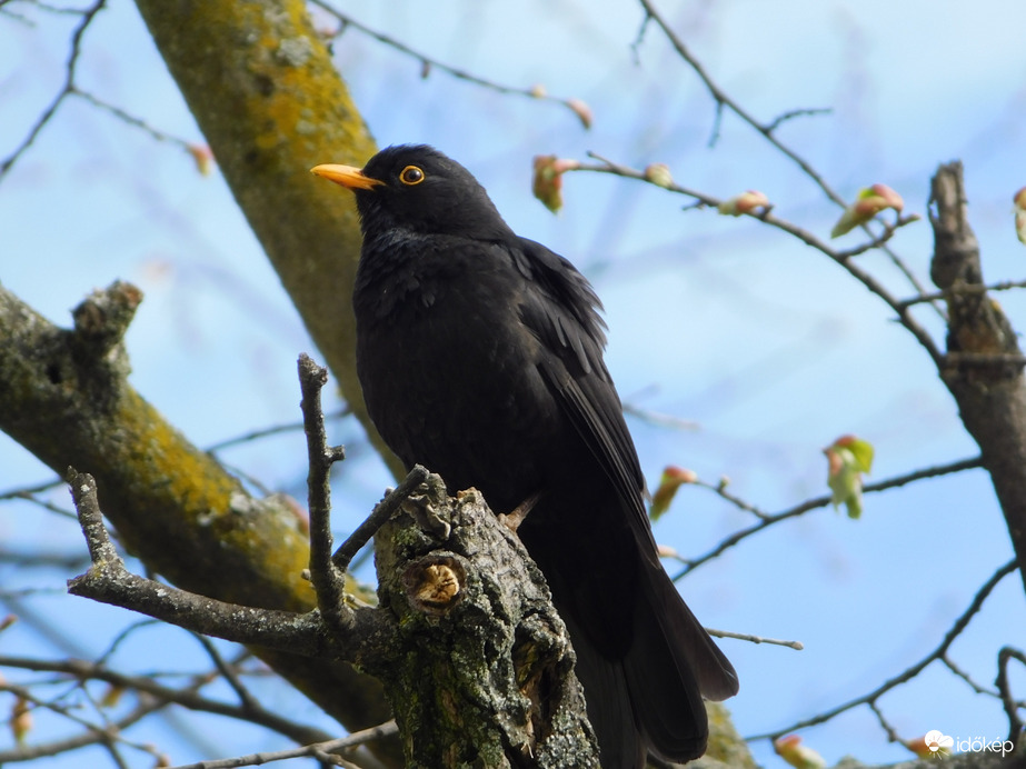 A mindenütt jelen lévő