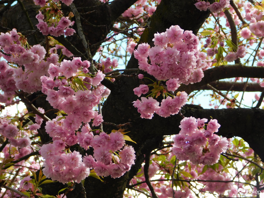 Virágzik a japán cseresznye a lakótelepen