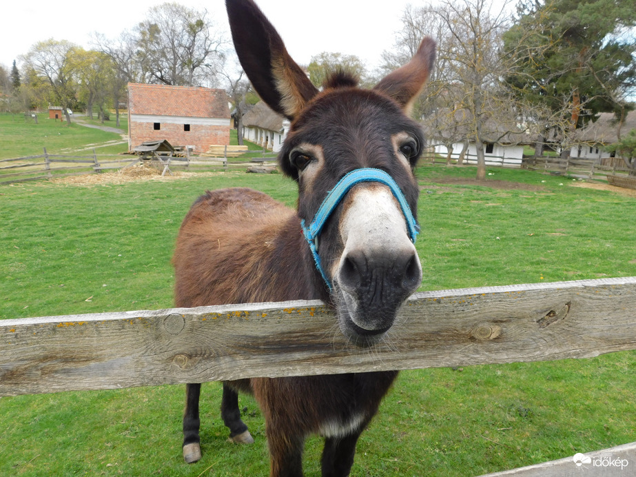 A Falumúzeum csacsija a karámban