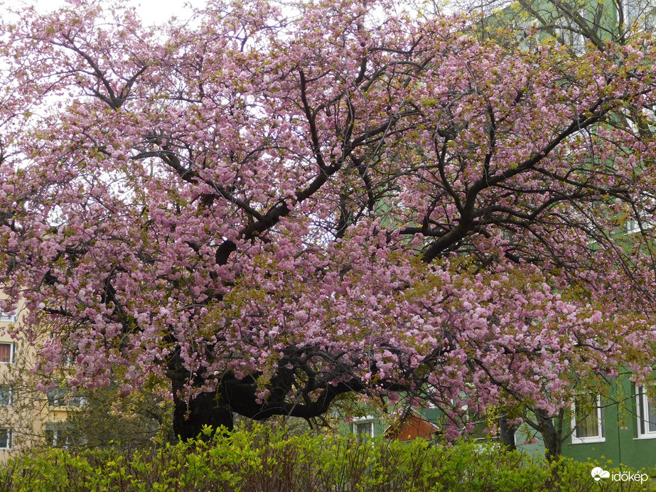 Virágzik a japán cseresznye a lakótelepen