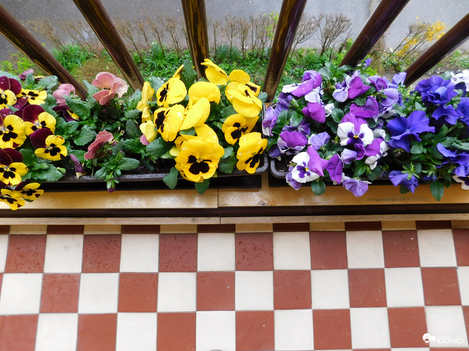 Árvácskák az esőben