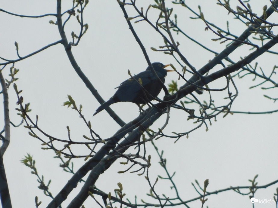 Esőben is vígan dalolok