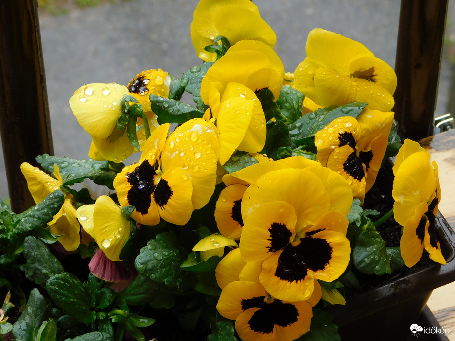 Árvácskák esőben