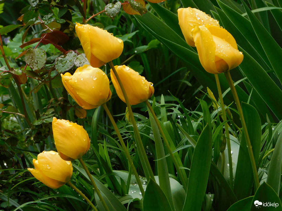 Tulipánok eső után