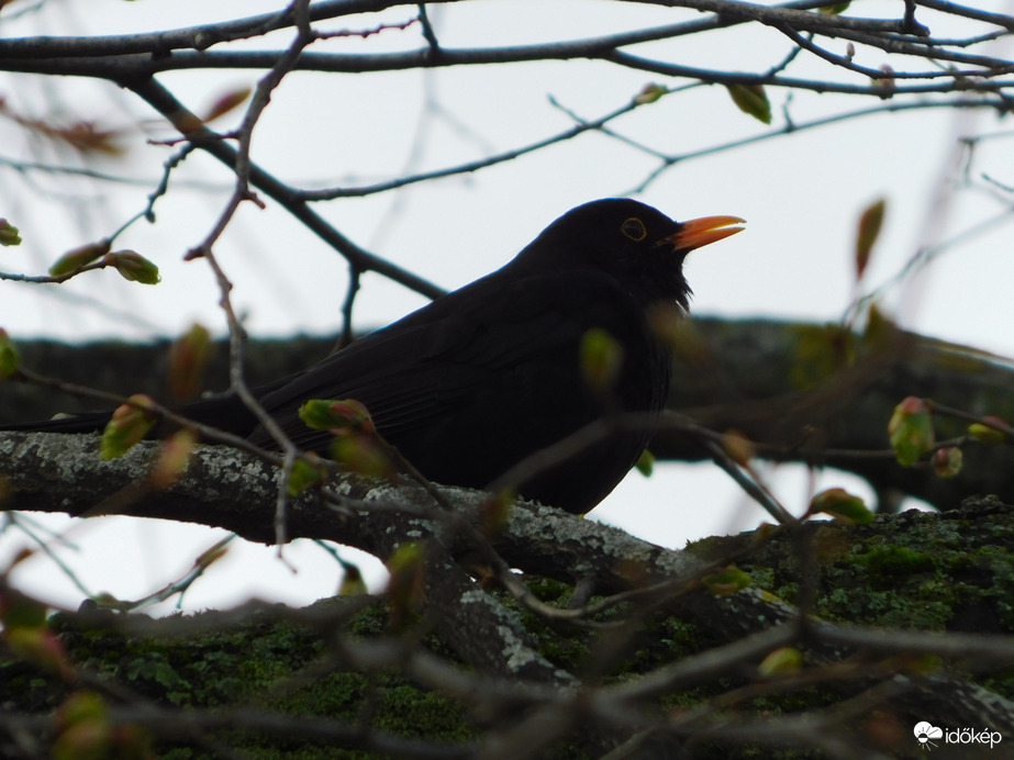 Fekete rigó duruzsol a fán