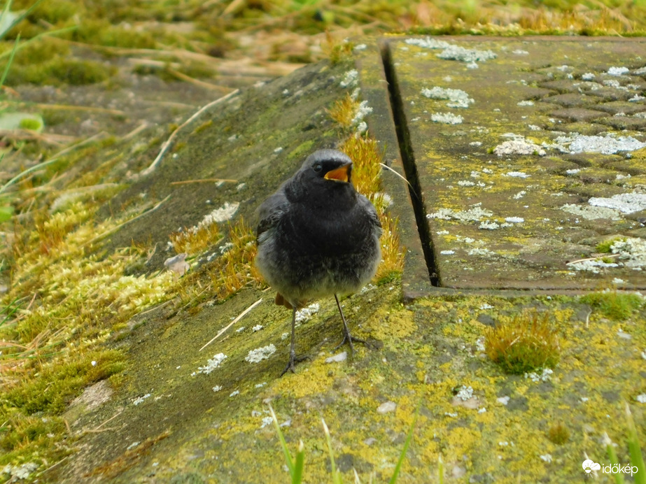 Akkor énekelek neked!