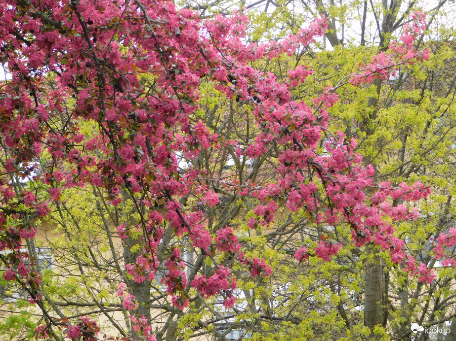 Egyre virágosabb és zöldebb a lakótelep