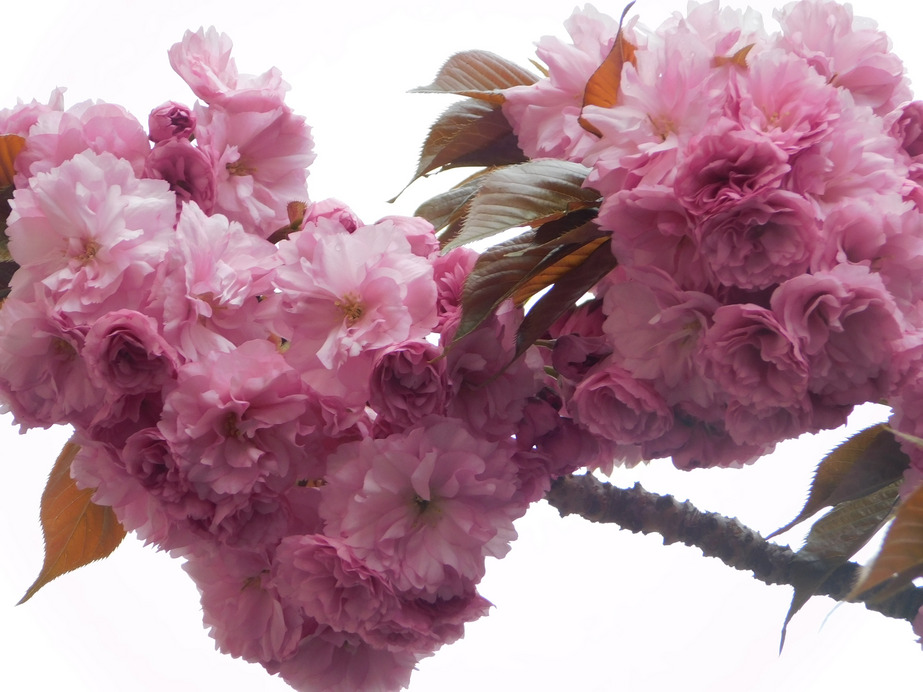 Egyre virágosabb és zöldebb a lakótelep