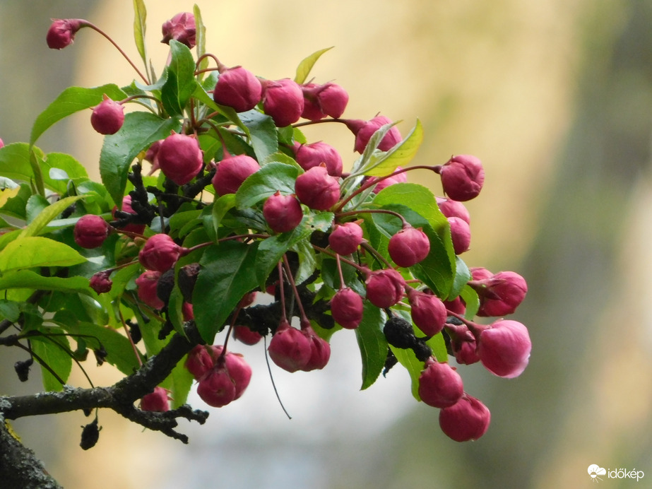 Egyre virágosabb és zöldebb a lakótelep