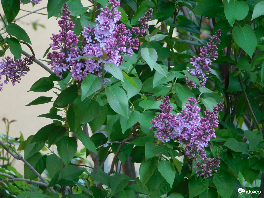 Egyre virágosabb és zöldebb a lakótelep