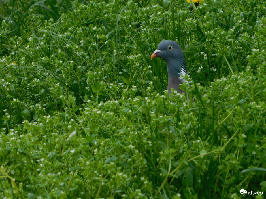Csak így látok ki a virágok közül