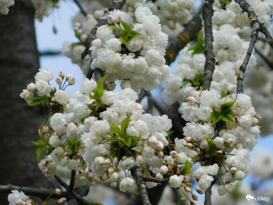 Fehér japán díszcseresznye?