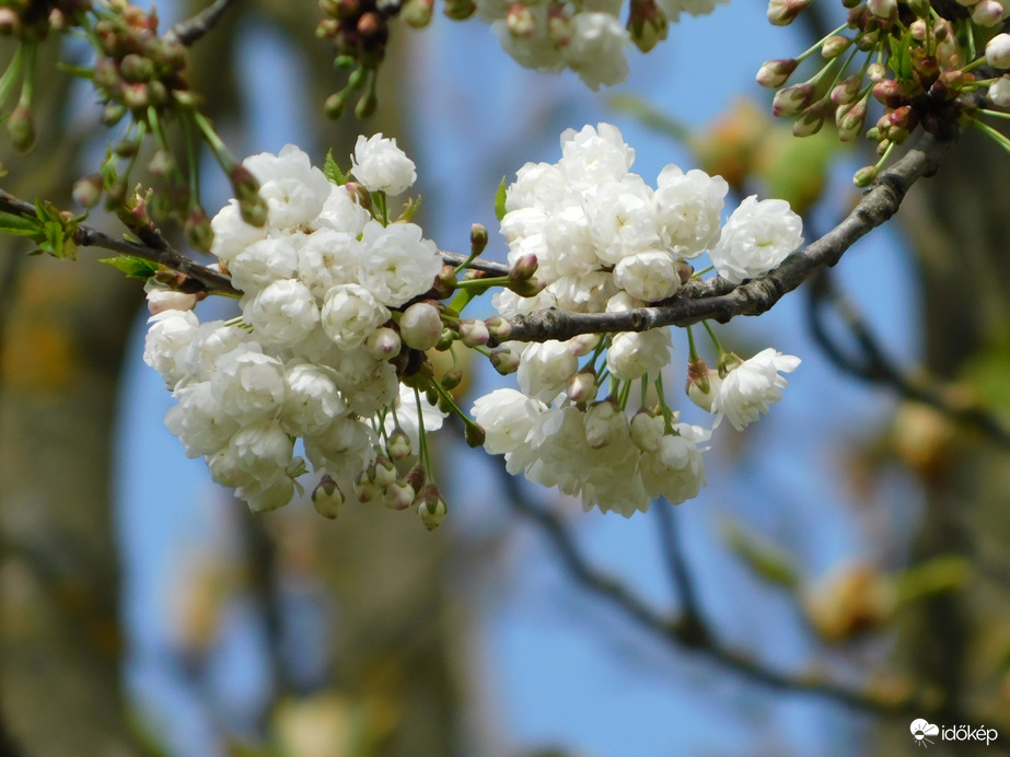 Fehér japán díszcseresznye?
