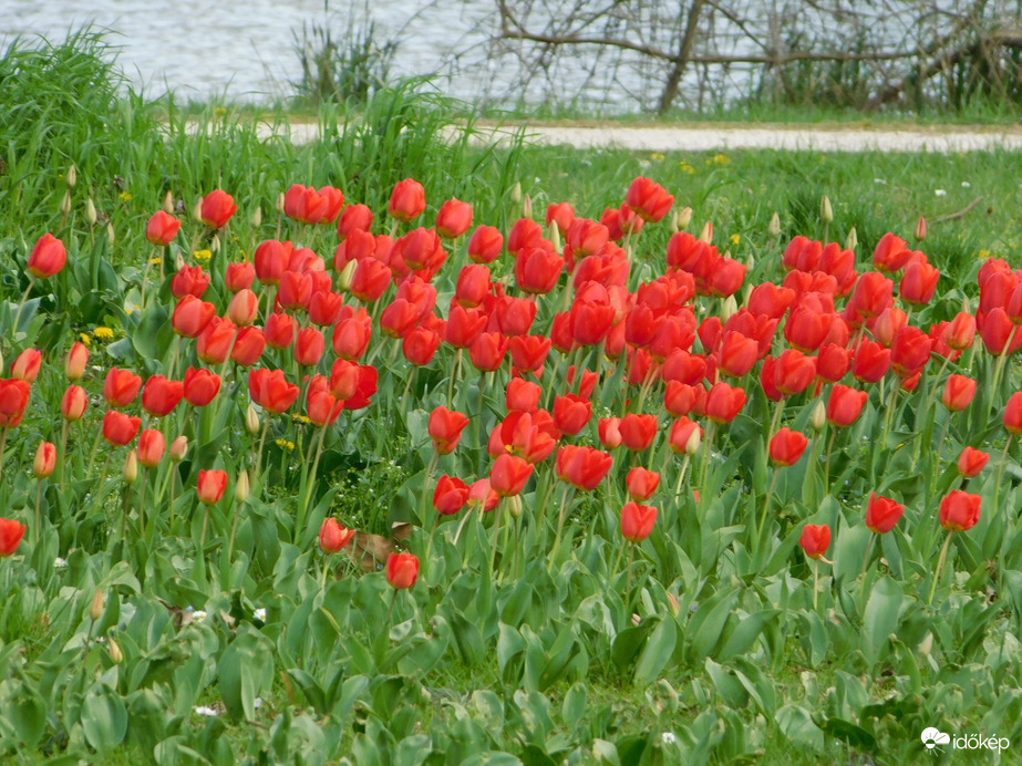 Tulipánok