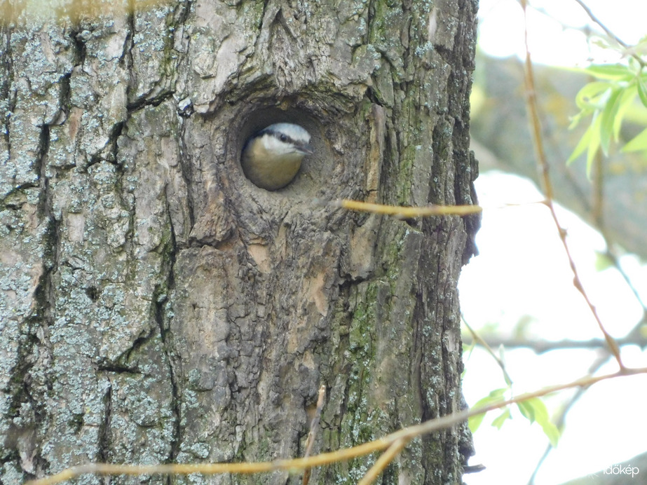 Csuszka az odú bejáratában