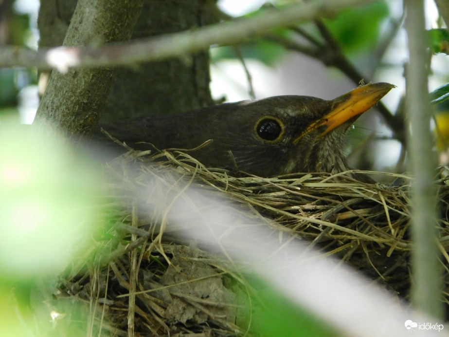 Fekete rigó a fészkén