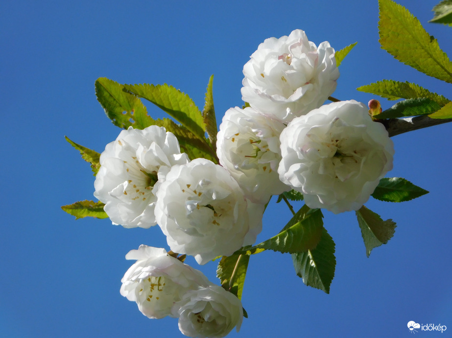 Díszcseresznye virága