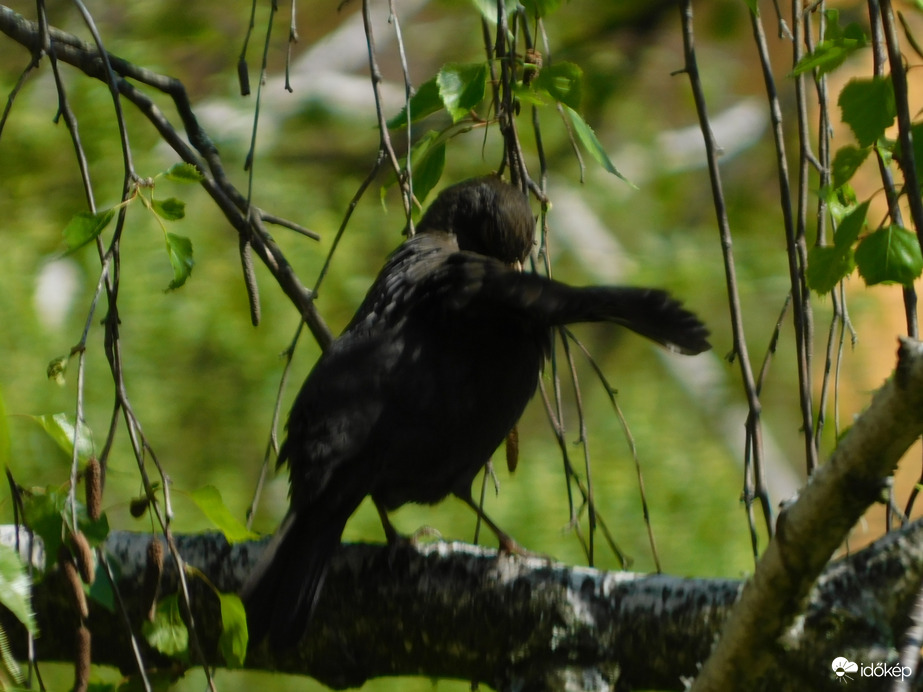 Szárítkozás a fán