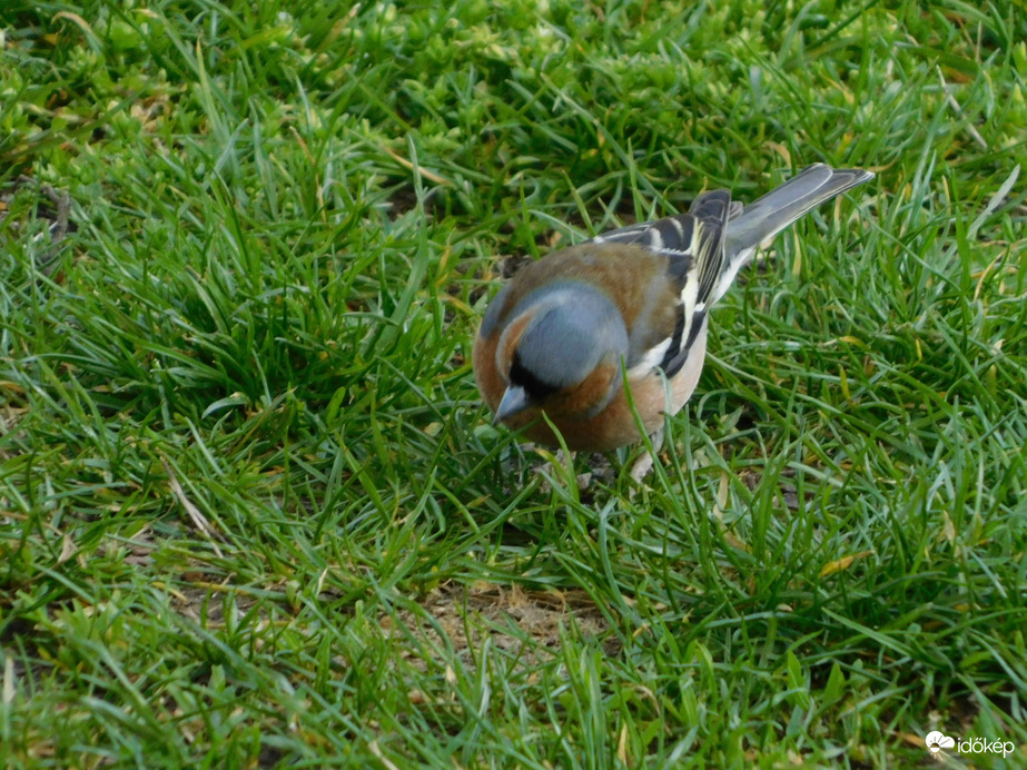 A fűben mindig találok valamit