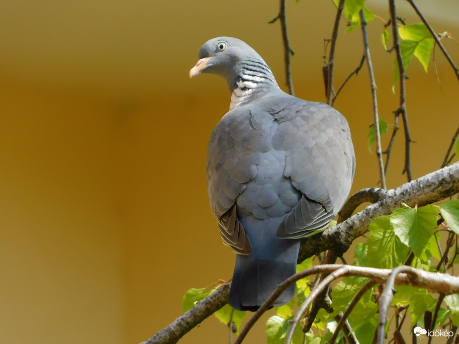 Vizet öntesz? Mindjárt megyek.