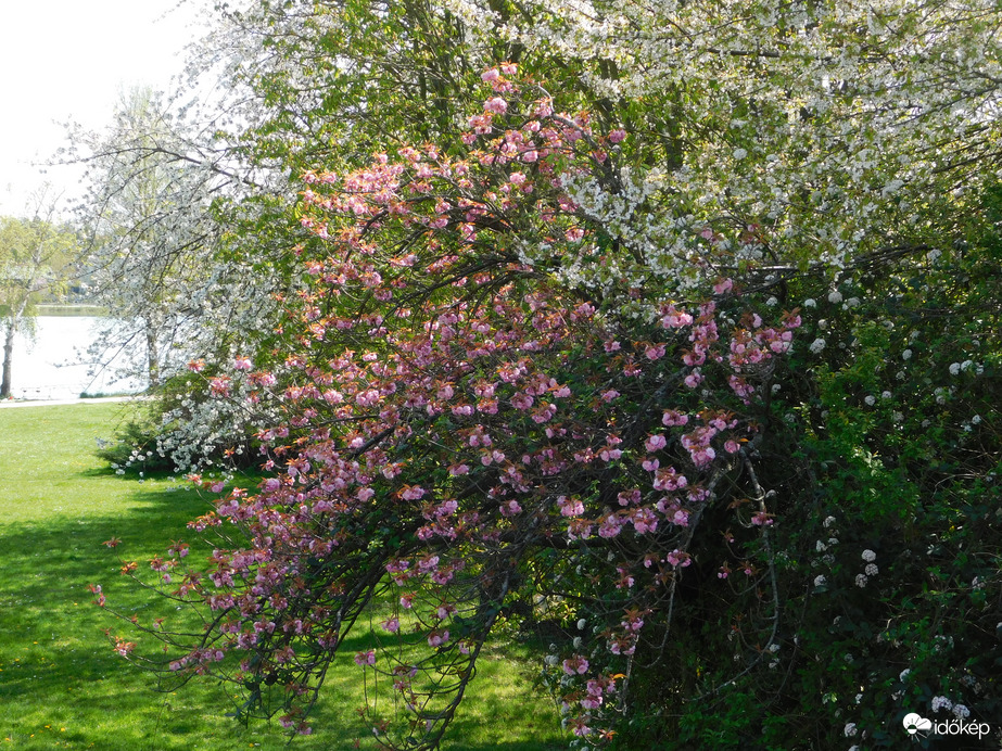 Virágözön a tónál