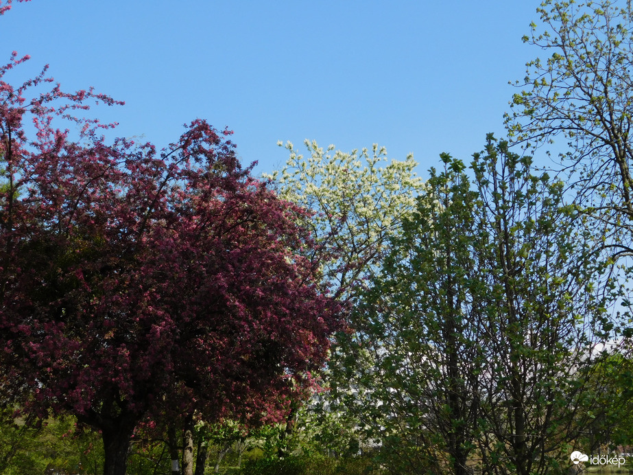 Virágözön a tónál