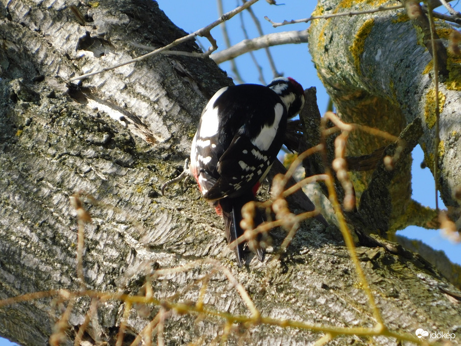 Nagy munkában a Fakopáncs