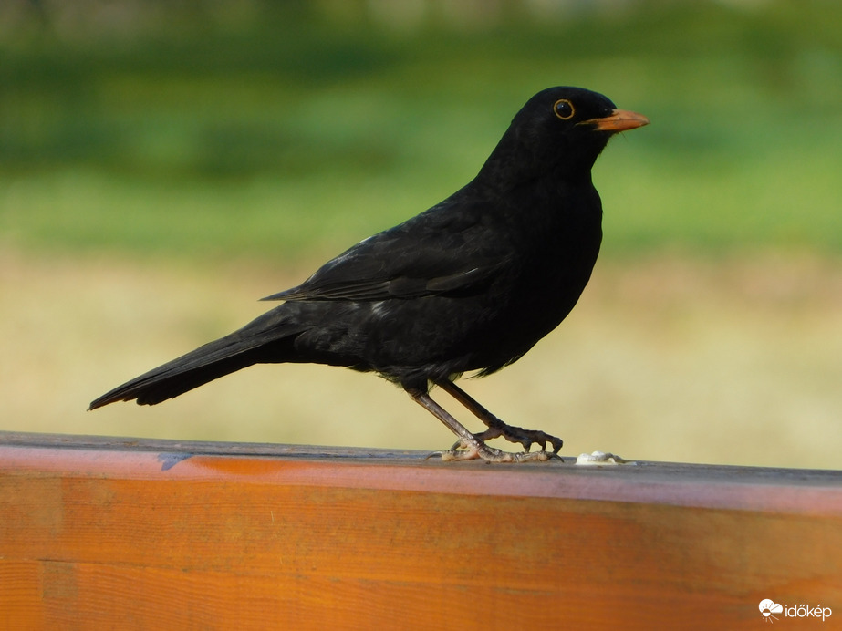 Fekete rigó mindenütt