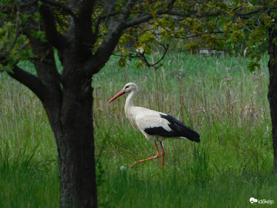 A rét is tartogat finomságot