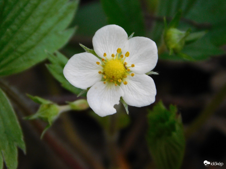 Virágzik a szamóca