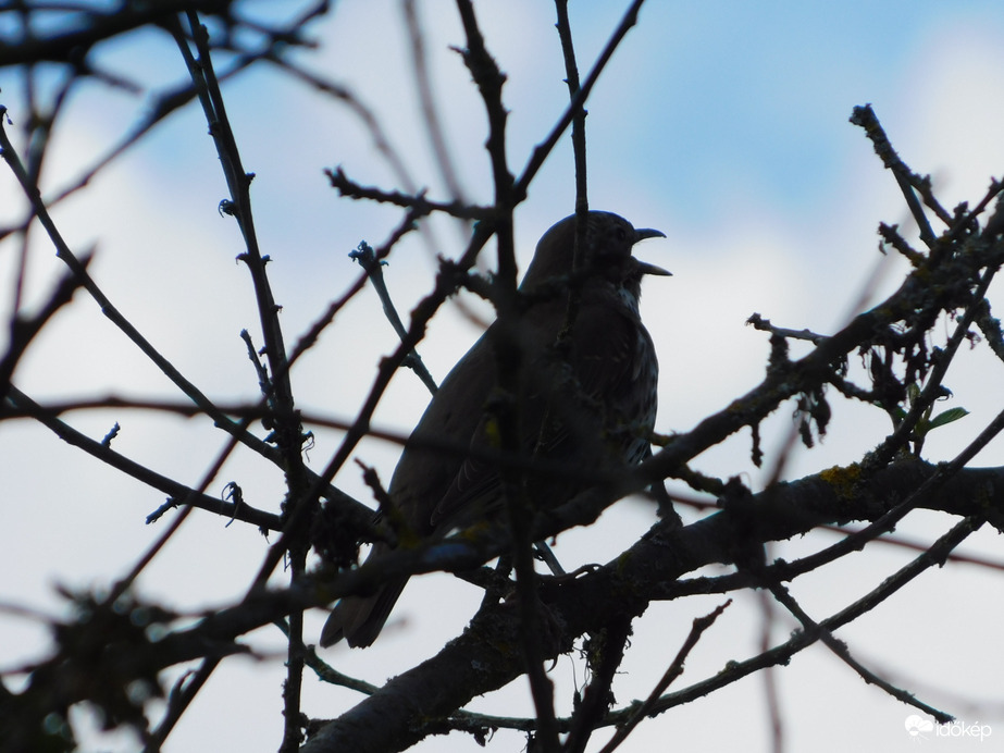Itt a tavasz! Tavasz? Nyár!