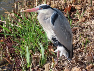 Összekuszálja a szél a tollaimat!