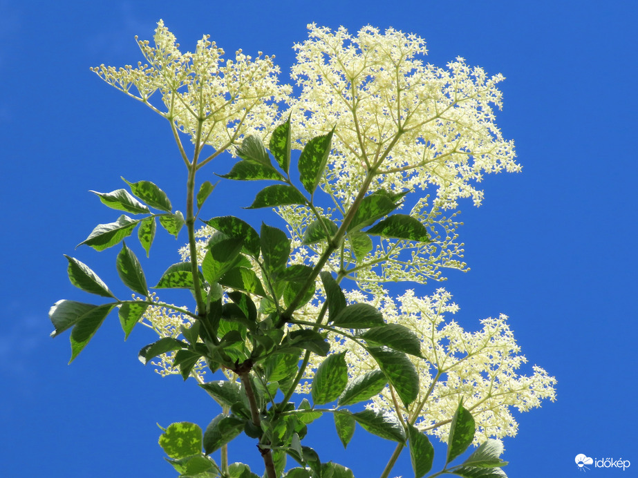 Bodzavirág áttörő fényben
