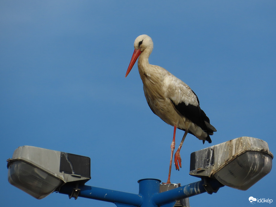 Látod? Ma is innen figyelem a gyerekeket!