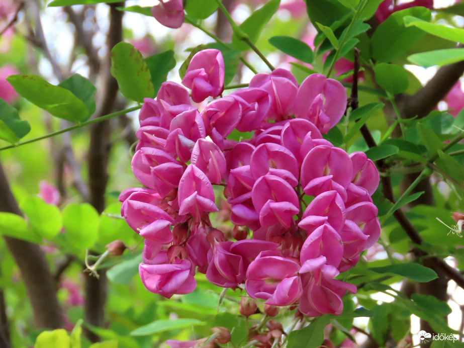 Rózsás akác a Sportligetben