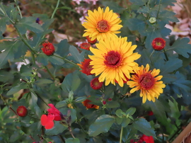 Egy virágoskert szépei