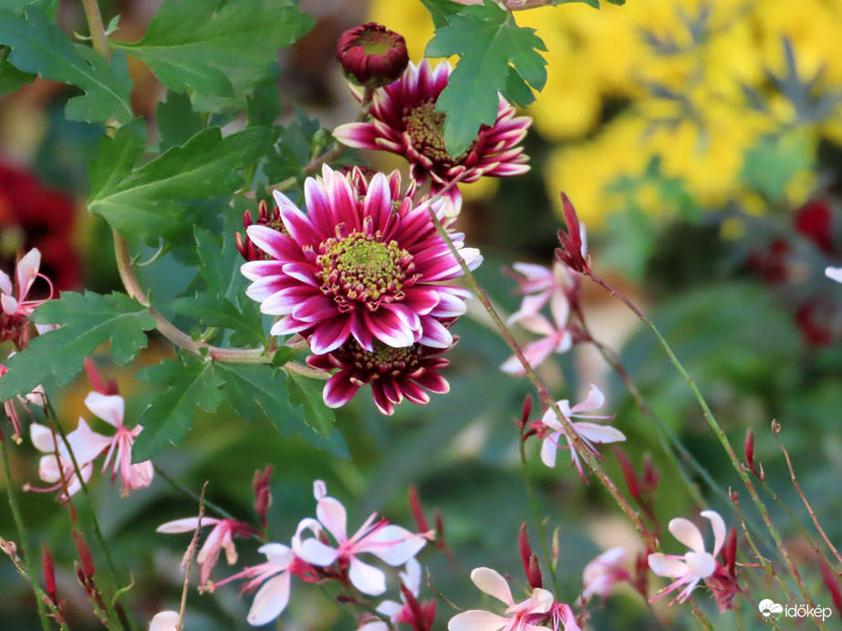 Egy virágoskert szépei