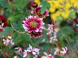 Egy virágoskert szépei