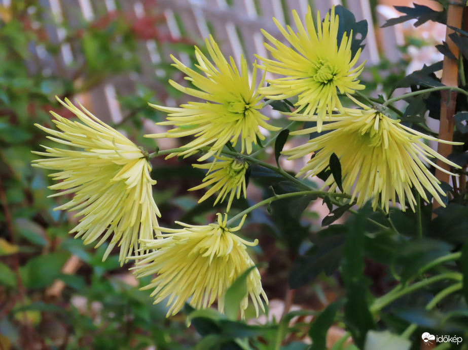 Egy virágoskert szépei