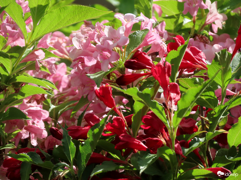 A Sportliget virágai: Rózsalonc