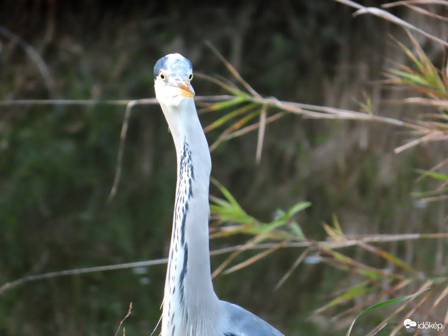 Kasonlítok a struccra?