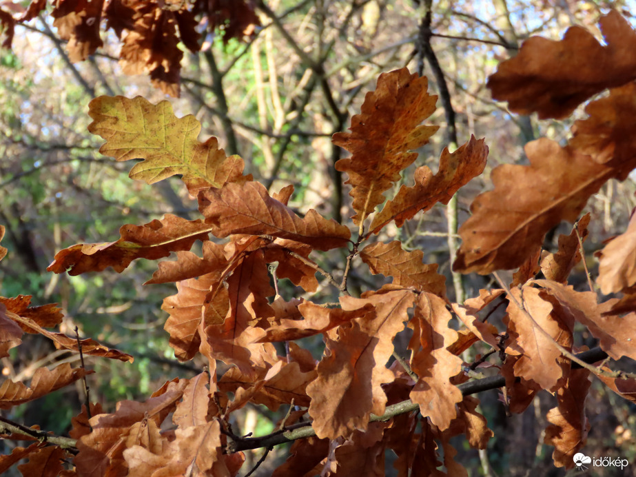 A tölgy levelei már barnák
