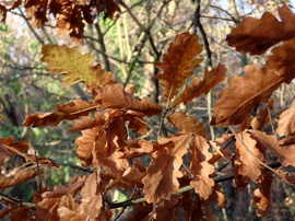 A tölgy levelei már barnák
