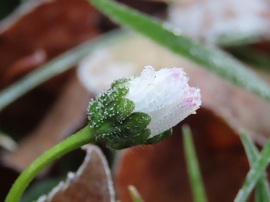 Fázós Százszorszép