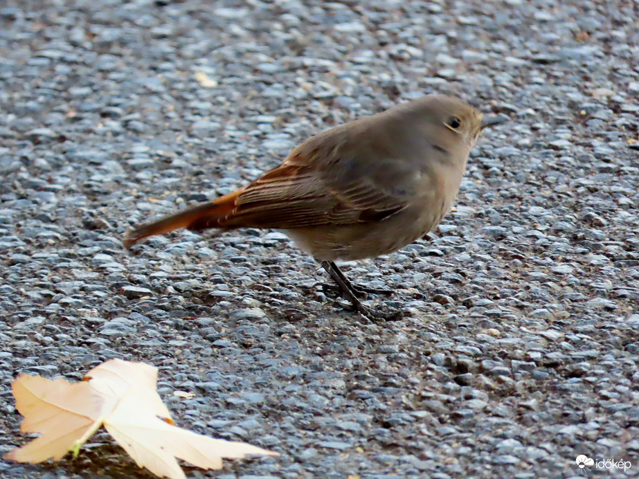 Csak egy pillanatra álltam meg!