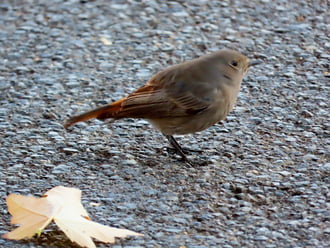 Csak egy pillanatra álltam meg!