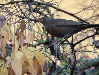 Ma is kell reggelizni!