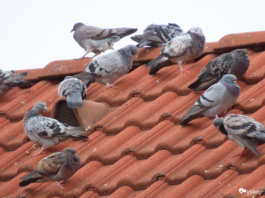 Lakógyűlés a tetőn
